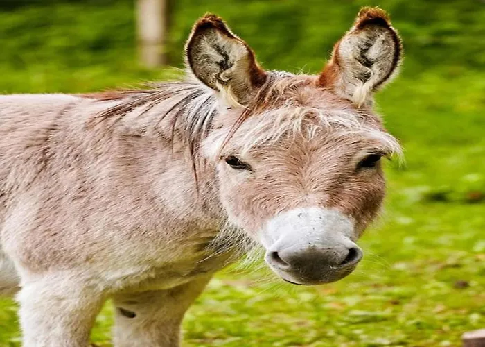 Nahe Dem Skigebiet In Wehrstapel * 梅舍德